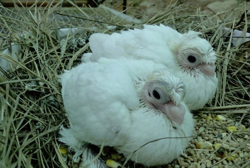 Виведення пташенят