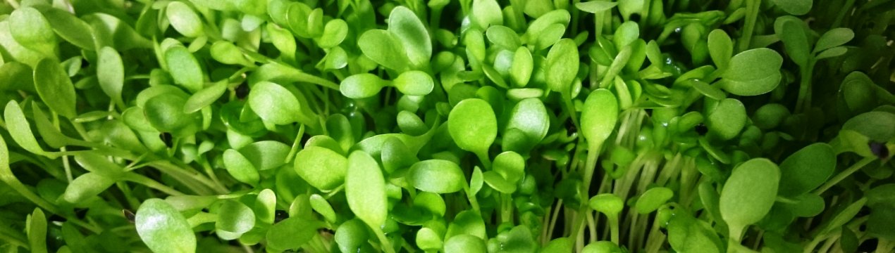 Кубанські заготівельники корми готують для російських корів делікатеси з люцерни