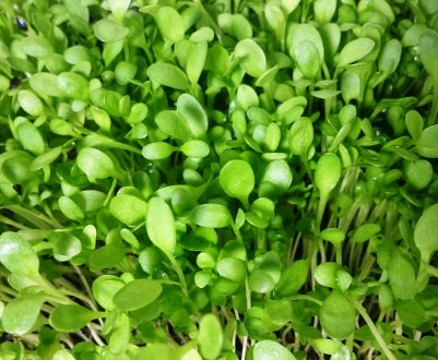 Кубанські заготівельники корми готують для російських корів делікатеси з люцерни