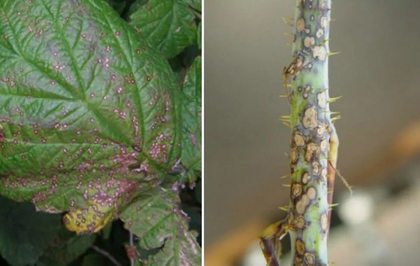 Антракноз малини Антракноз малини