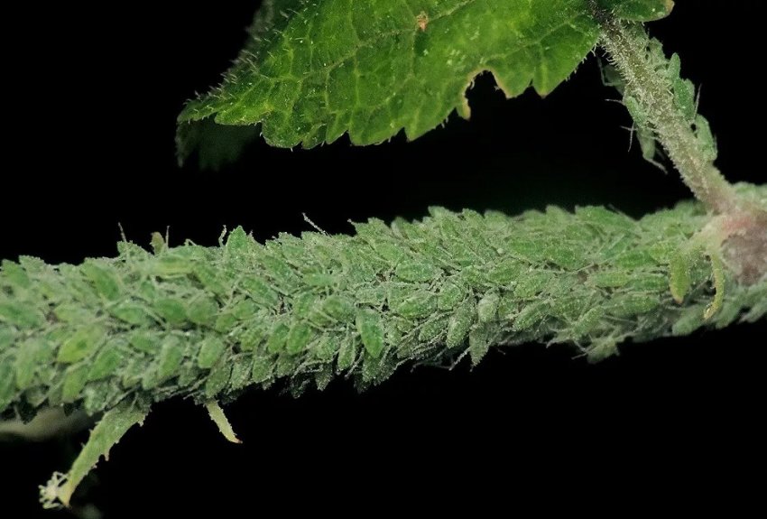 Малинной попелиць Малинной попелиць