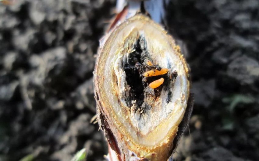 Галлицей Галлицей