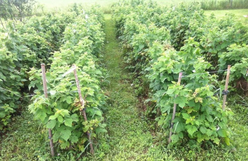 Посадка кущовим способом Посадка кущовим способом