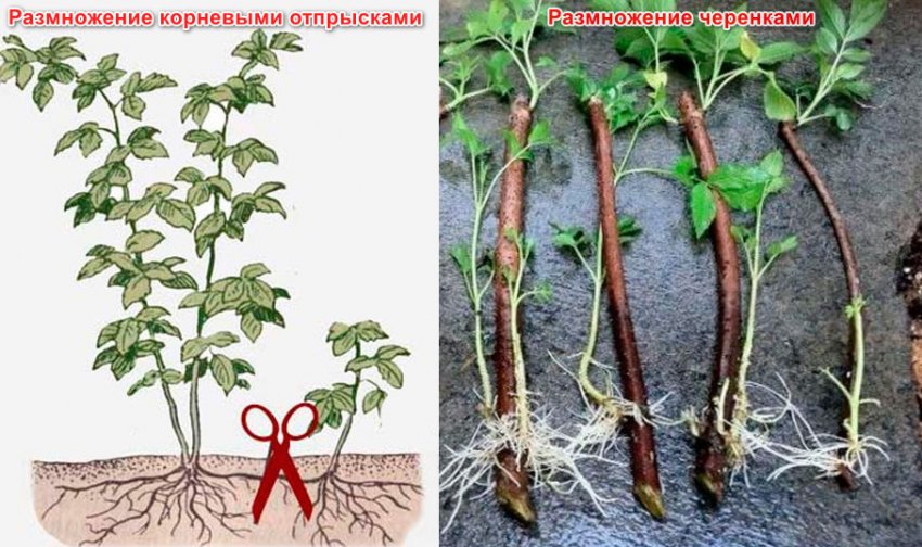 Розмноження малини Розмноження малини