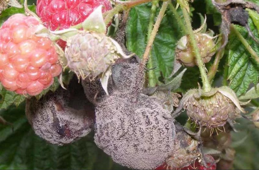 Сіра гниль Сіра гниль