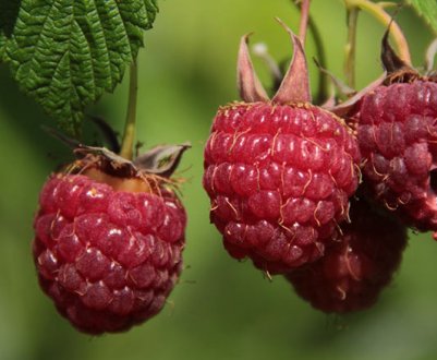 Малина звичайна Краса: основні характеристики, відгуки