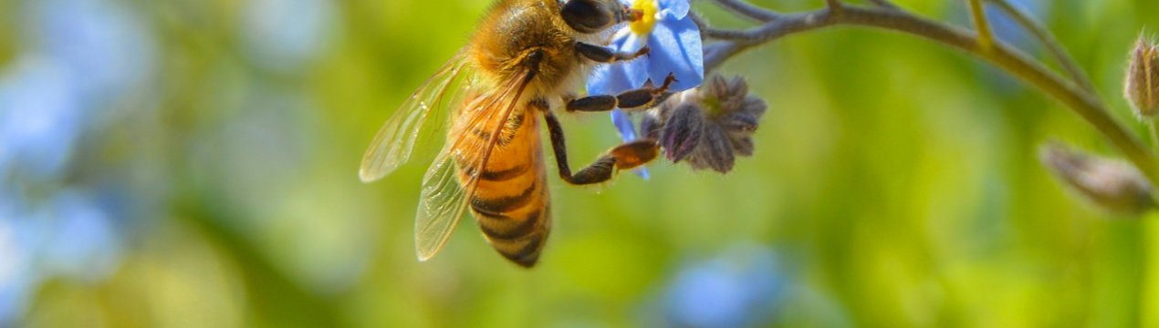 Ферму з Херсонської області охороняють сторожові» бджоли
