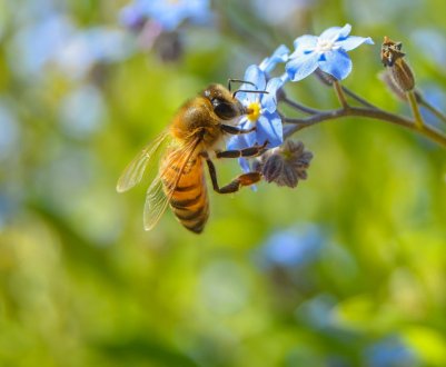 Ферму з Херсонської області охороняють сторожові» бджоли