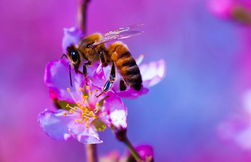 Ферму з Херсонської області охороняють сторожові» бджоли Ферму з Херсонської області охороняють сторожові» бджоли