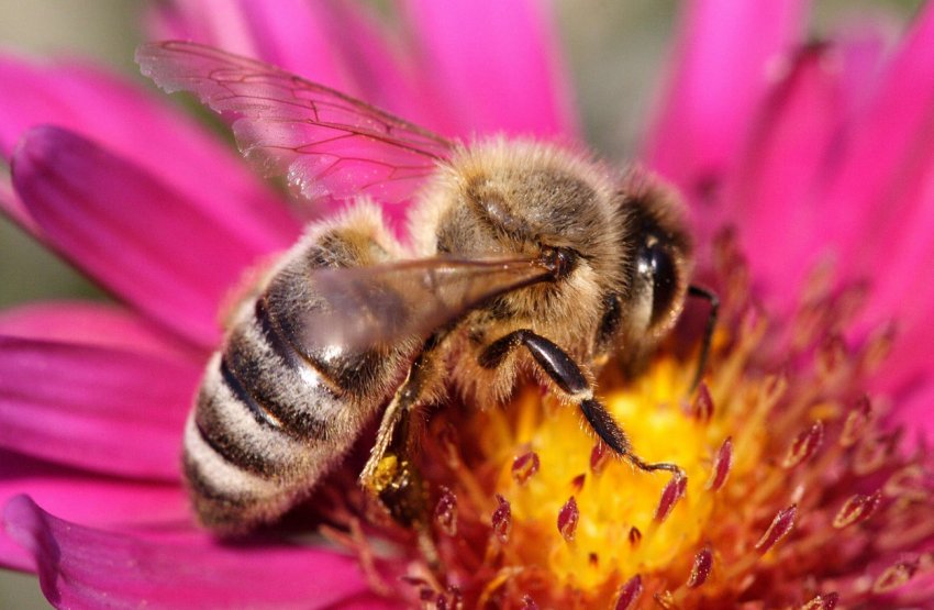 Ферму з Херсонської області охороняють сторожові» бджоли Ферму з Херсонської області охороняють сторожові» бджоли