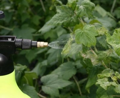 Чим обприскувати малину навесні від шкідників і хвороб?