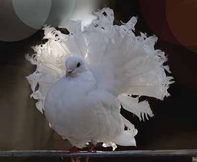 Ставні голуби: опис породи, догляд та утримання