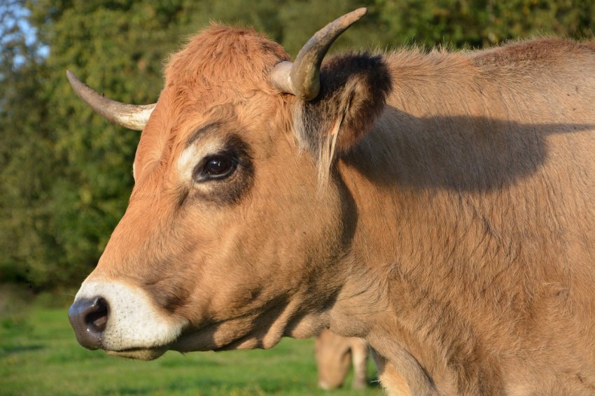 Кубанські заготівельники корми готують для російських корів делікатеси з люцерни
