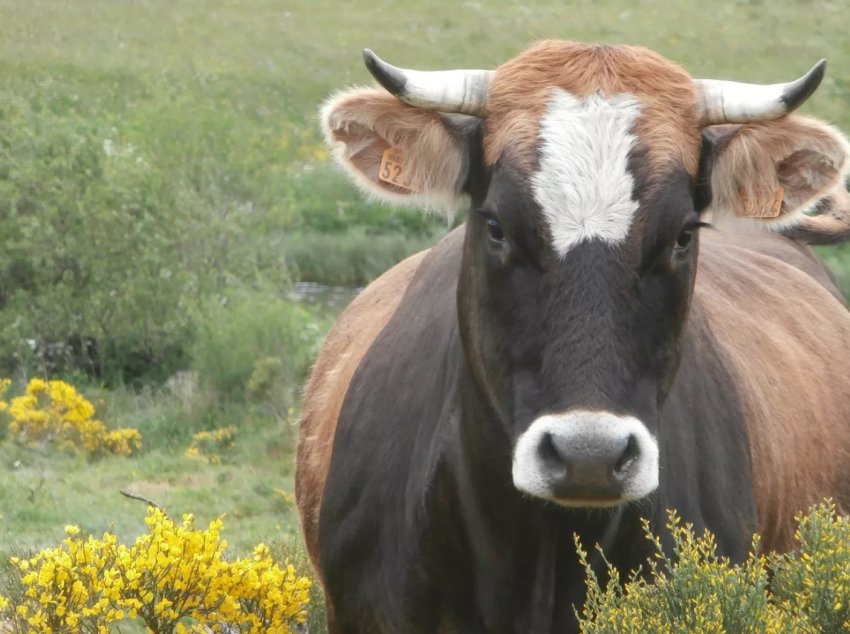 Кубанські заготівельники корми готують для російських корів делікатеси з люцерни