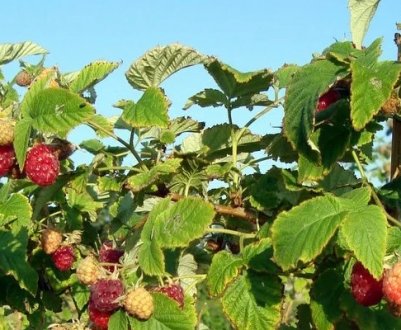 Правильна підгодівля під час плодоношення малини