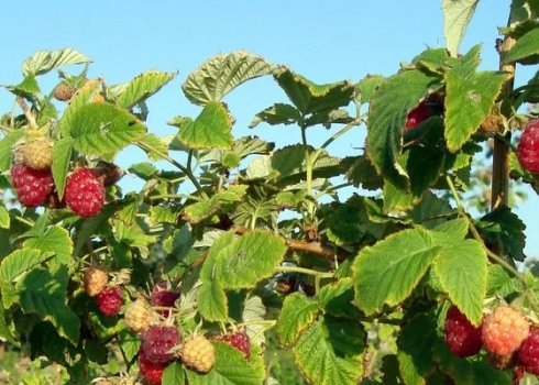 Правильна підгодівля під час плодоношення малини