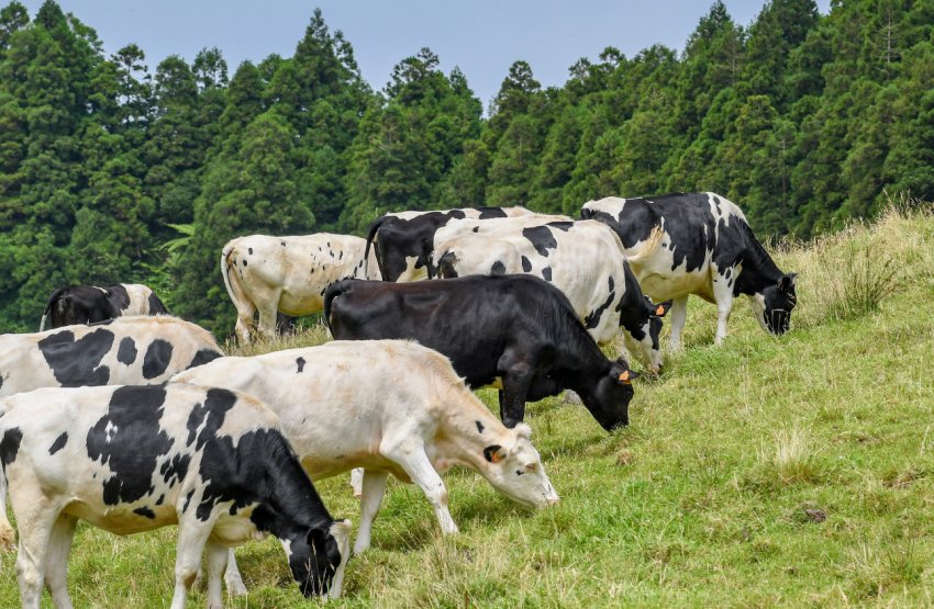 Людина інфікована туберкульозом і звів у могилу більше тисячі іркутських корів