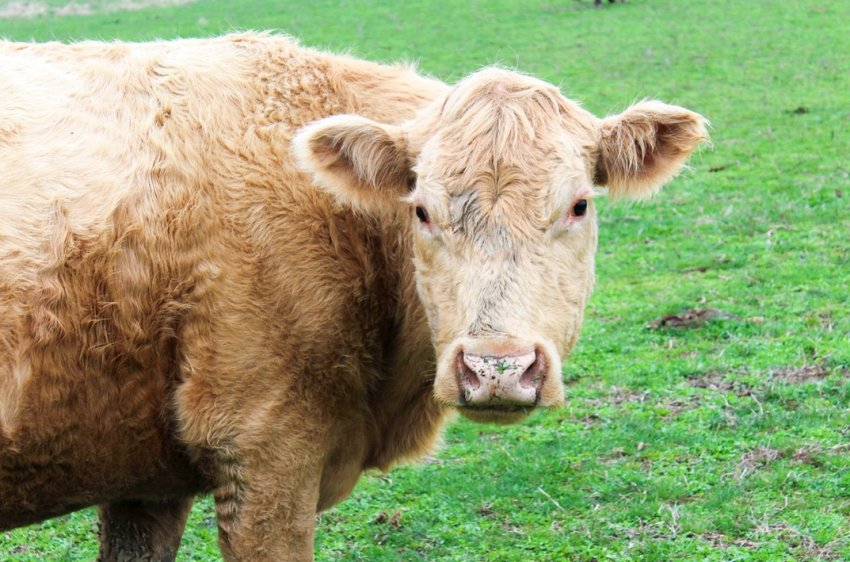 Людина інфікована туберкульозом і звів у могилу більше тисячі іркутських корів