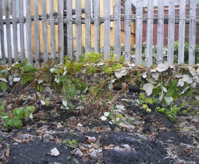 Як підготувати малину до зимівлі: терміни, правила, етапи