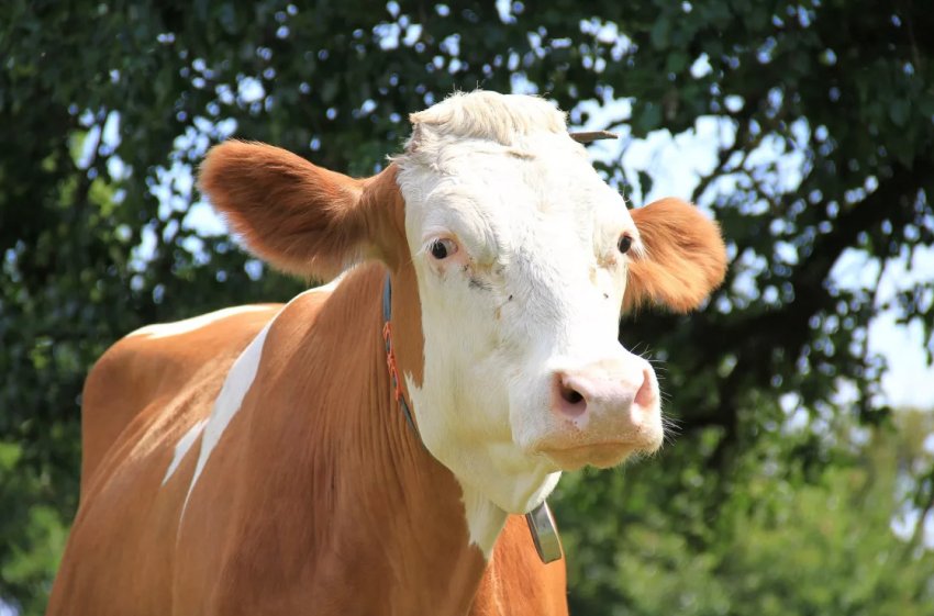 В Удмуртії відкрилася ферма з «коров'ячими угрупованнями» В Удмуртії відкрилася ферма з «коров'ячими угрупованнями»