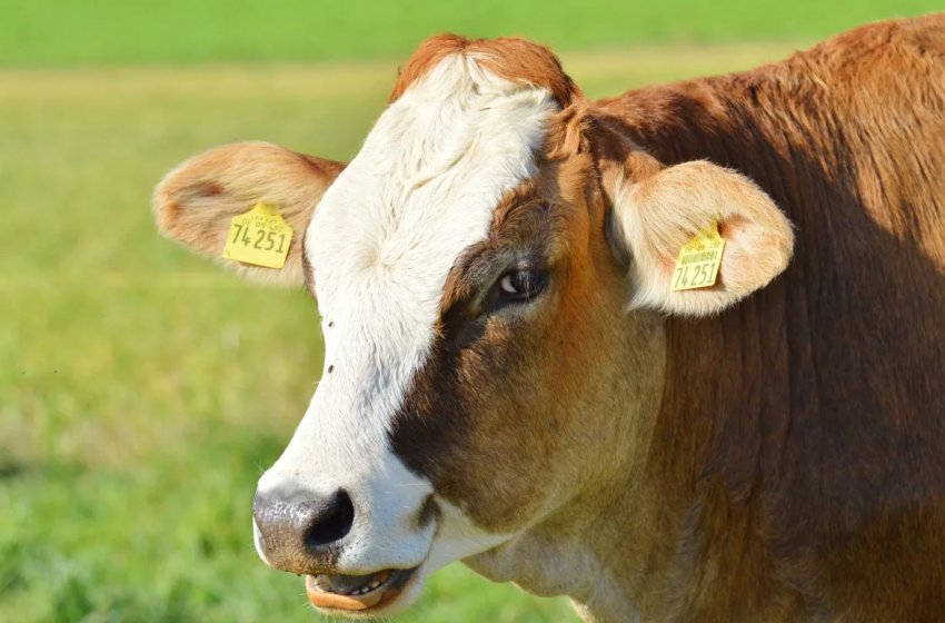 В Удмуртії відкрилася ферма з «коров'ячими угрупованнями» В Удмуртії відкрилася ферма з «коров'ячими угрупованнями»