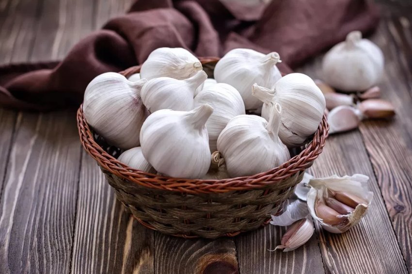 Фестиваль часнику пройде в Хмельницькій області Фестиваль часнику пройде в Хмельницькій області