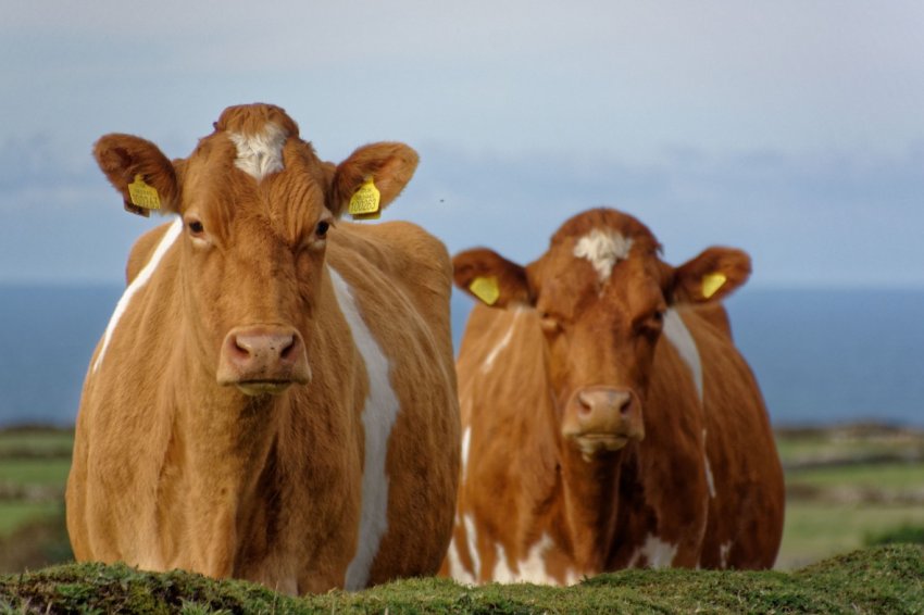 Ленобласть включилася в кормозаготовочный процес Ленобласть включилася в кормозаготовочный процес