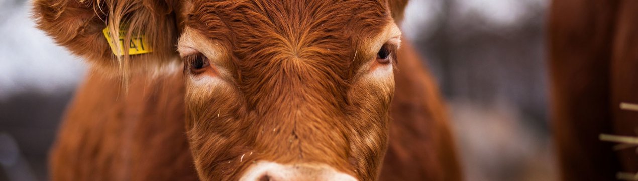 Ленобласть включилася в процес кормозаготовочный