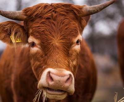 Ленобласть включилася в процес кормозаготовочный