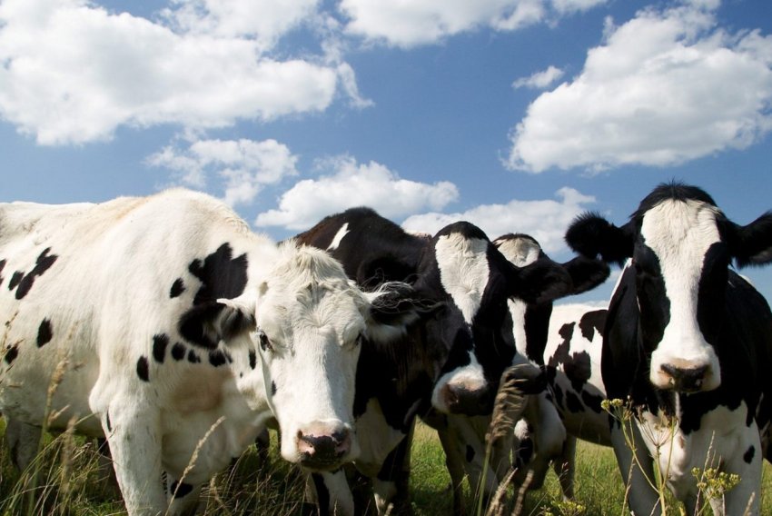 Ленобласть включилася в кормозаготовочный процес Ленобласть включилася в кормозаготовочный процес