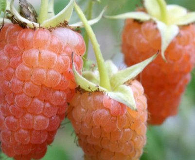 Малина сорту Помаранчеве диво: характерні особливості, агротехніка