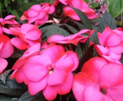 Бальзамін новогвінейський: догляд в домашніх умовах