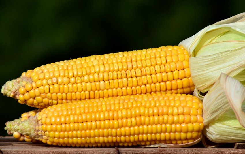 Індія в черговий раз відклала тендер на купівлю кукурудзи Індія в черговий раз відклала тендер на купівлю кукурудзи