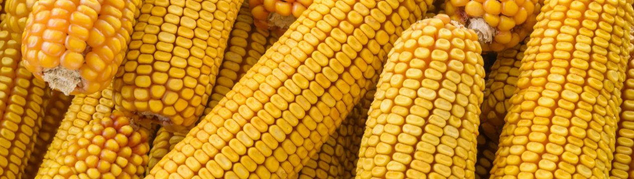 Індія в черговий раз відклала тендер на купівлю кукурудзи
