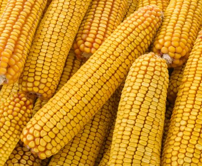 Індія в черговий раз відклала тендер на купівлю кукурудзи 