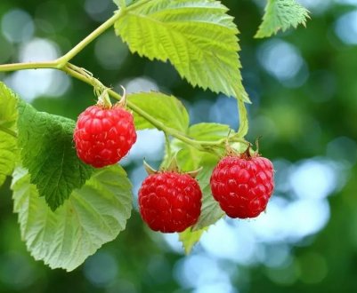 Малина Скромниця: плюси і мінуси сорту, правила догляду