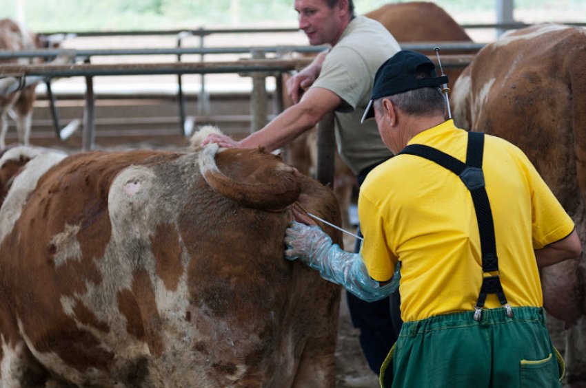 Штучне осіменіння Штучне осіменіння
