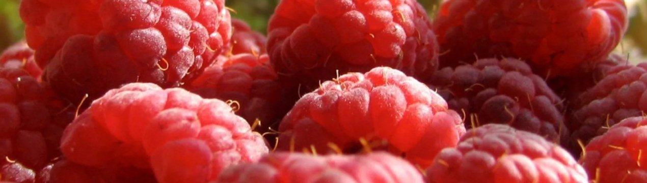 Малина радзиева описание сорта отзывы. . Малина радзиева описание сорта отзывы фото. Малина радзиева описание сорта отзывы-. картинка Малина радзиева описание сорта отзывы. картинка . Сорт Радзиева — одна из новинок известного польского селекционера Яна Данека, полученная путем скрещивания популярных сортов Лячка, Полана, Моллинг Промис. Назван сорт в честь горы Радзиёва, расположенной в польских Карпатах, в реестре плодовых культур Польши сорт зарегистрирован в 2010 г.