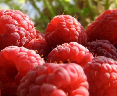 Новий сорт ранньої малини Радзиева: плюси і мінуси