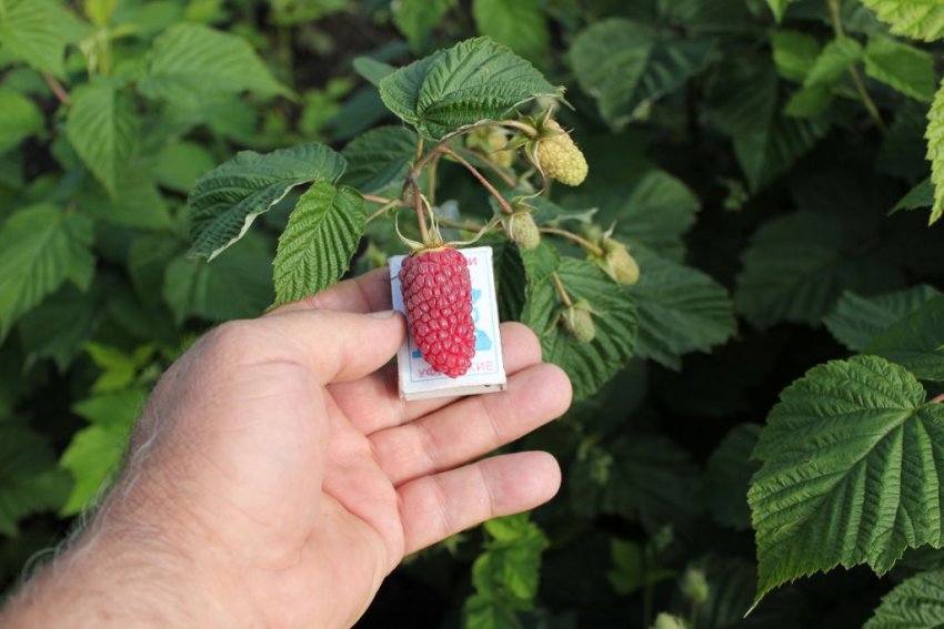 Малина Похвалинка Малина Похвалинка