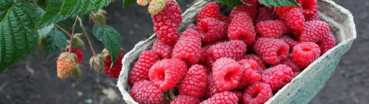 Малина Похвалинка: плюси і мінуси сорту, правила догляду