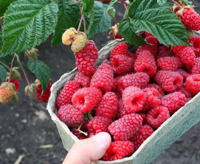 Малина Похвалинка: плюси і мінуси сорту, правила догляду