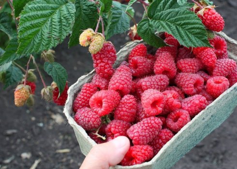 Малина Похвалинка: плюси і мінуси сорту, правила догляду