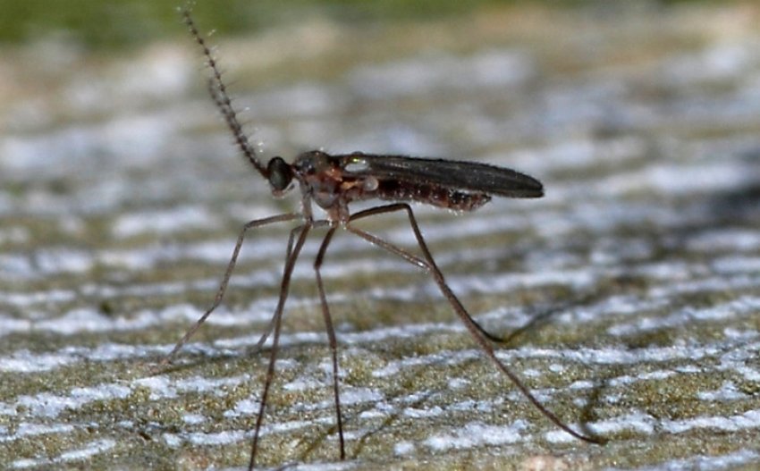 Галиця Галиця