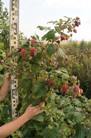 Ремонтантна малина Похвалинка Ремонтантна малина Похвалинка