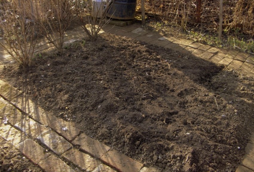 Місце для посадки малини Місце для посадки малини