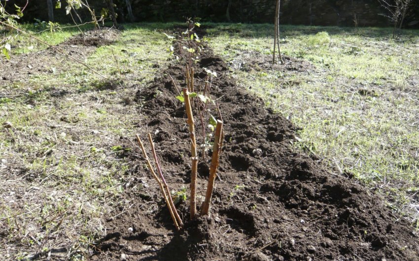 Осіння посадка малини Осіння посадка малини