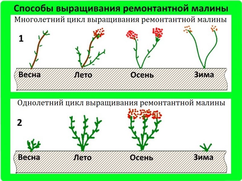 Вирощування ремонтантної малини Вирощування ремонтантної малини