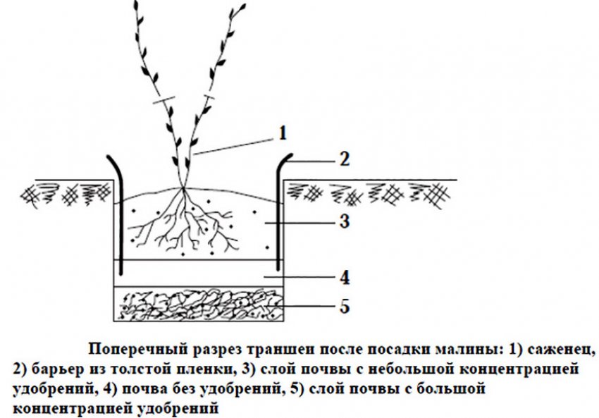 Посадка малини Посадка малини