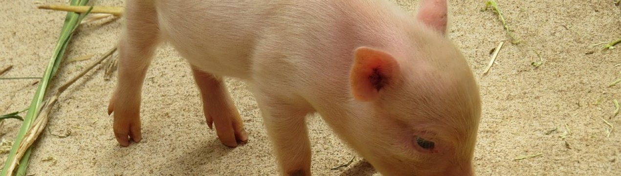 Київський фермер розводить свиней голландської селекції